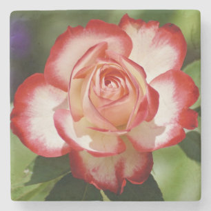 Schöne Rot-Weiß-Rose Steinuntersetzer