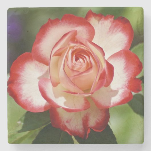 Schöne Rot-Weiß-Rose Steinuntersetzer (Vorderseite)