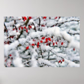 Schöne rote Beeren und Schnee Poster (Vorne)