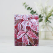 Schöne rote Blätter mit spitzen Frost. Postkarte (Stehend Vorderseite)