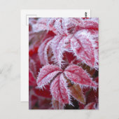 Schöne rote Blätter mit spitzen Frost. Postkarte (Vorne/Hinten)