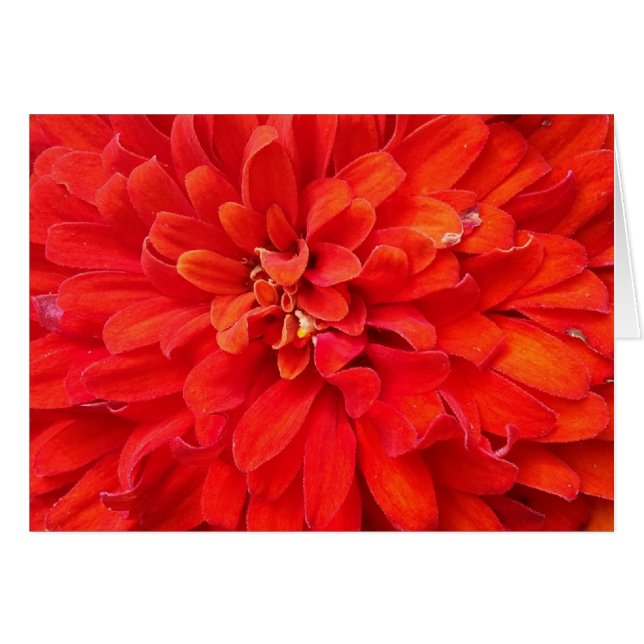 Schöne Rote Blume Blätter (Vorderseite (Horizontal))
