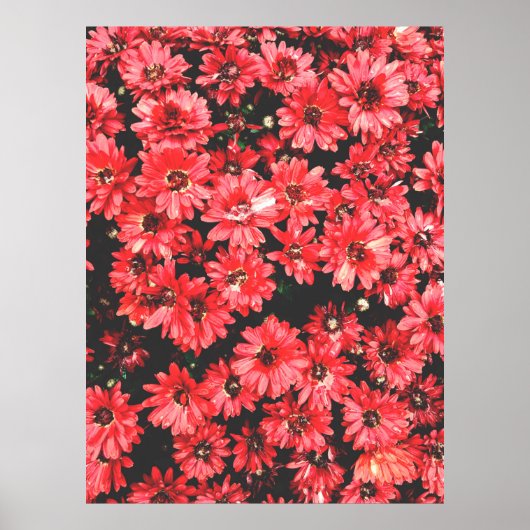 schöne rote Blume, Blume, Poster (Vorne)