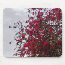 Schöne rote Bougainvillea-Blüten und bewölkter Him