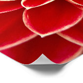 Schöne rote Dahlia Poster (Ecke)