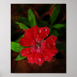 Schöne rote Dianthus-Blume mit Regentropfen-Foto Poster