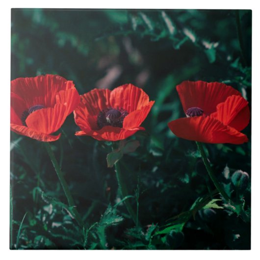 Schöne Rote Drei-Poppe-Blume Fliese (Vorderseite)