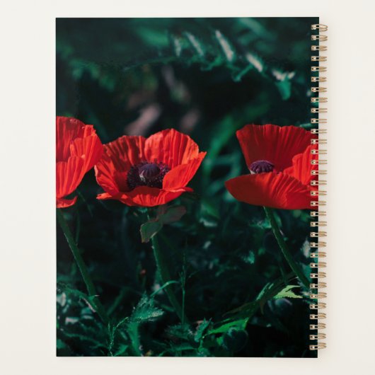 Schöne Rote Drei-Poppe-Blume Planer (Rückseite)