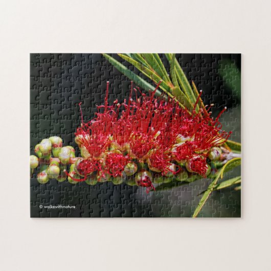 Schöne rote Flaschenbürstenblüten Puzzle (Horizontal)