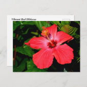 Schöne Rote Hibiskus Blume Postkarte (Vorne/Hinten)