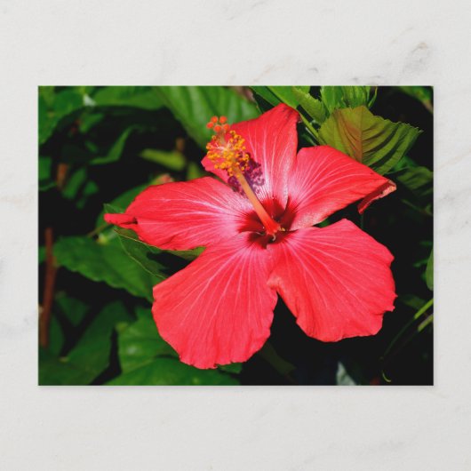 Schöne Rote Hibiskus Blume Postkarte (Vorderseite)