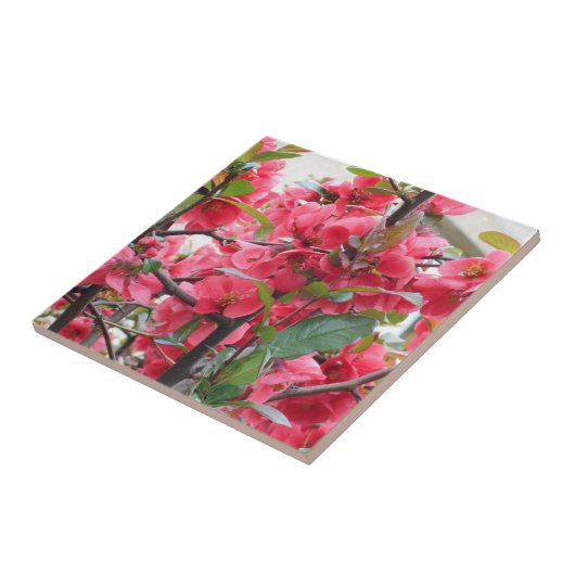 Schöne rote japanische Quitte Fliese (Seite)