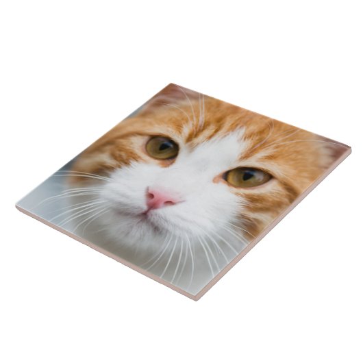 Schöne rote Katze Fliese (Seite)