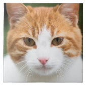 Schöne rote Katze Fliese (Vorderseite)