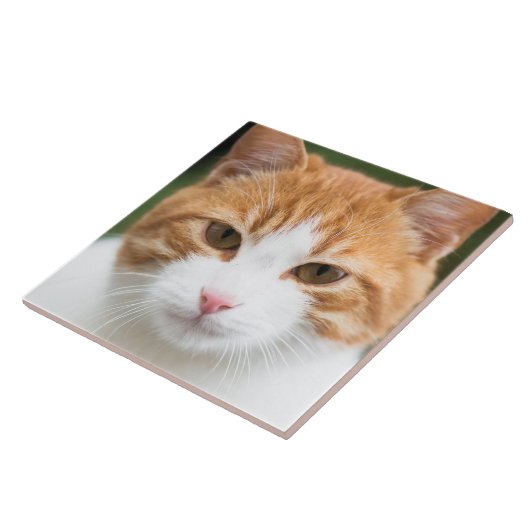 Schöne rote Katze Fliese (Seite)