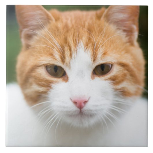 Schöne rote Katze Fliese (Vorderseite)