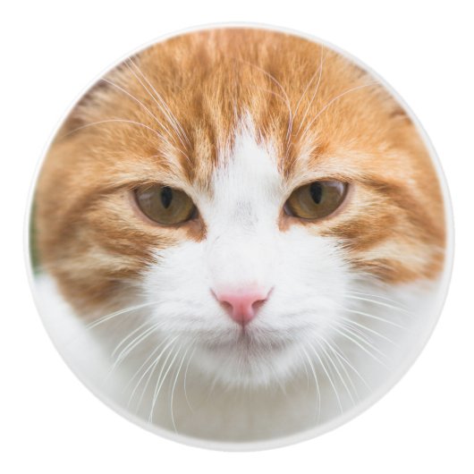 Schöne rote Katze Keramikknauf (Vorderseite)