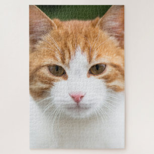 Schöne rote Katze Puzzle