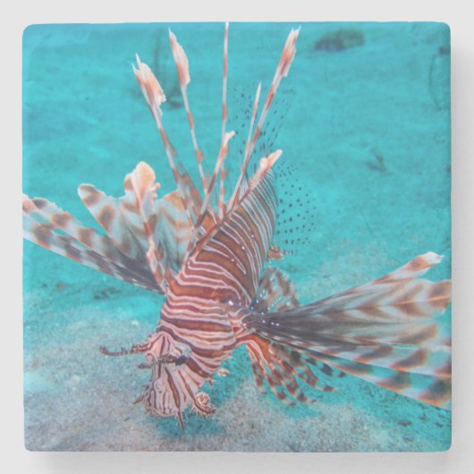 Schöne rote Löwe-Fische Steinuntersetzer (Vorderseite)