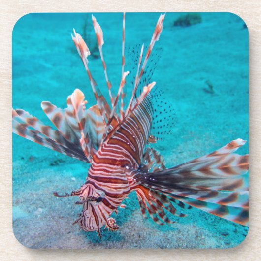 Schöne rote Löwe-Fische Untersetzer (Vorderseite)