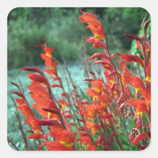 Schöne rote orange Gladiolus-Blumen Quadratischer Aufkleber
