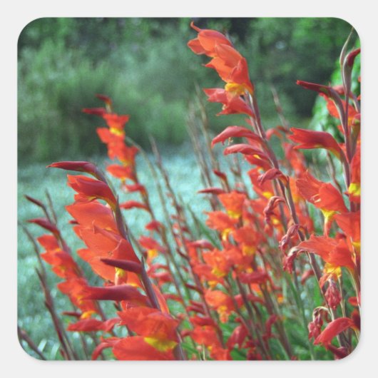 Schöne rote orange Gladiolus-Blumen Quadratischer Aufkleber (Vorderseite)