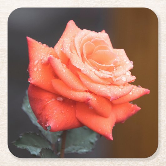 Schöne rote / Pfirsich-Rosenblüte mit Wassertropfe Rechteckiger Pappuntersetzer (Vorderseite)