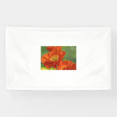 Schöne rote Poppy Banner (Horizontal)