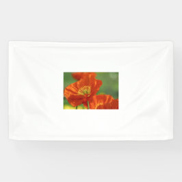Schöne rote Poppy Banner