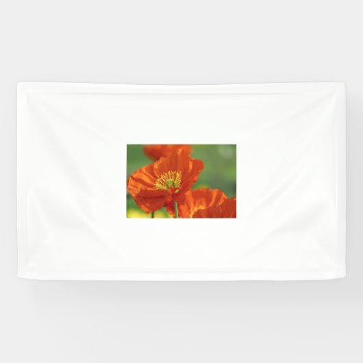 Schöne rote Poppy Banner (Horizontal)