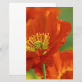 Schöne rote Poppy Briefpapier (Vorne/Hinten)