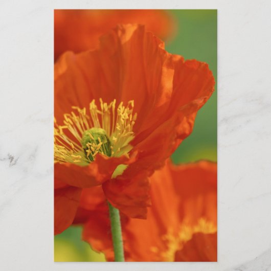 Schöne rote Poppy Briefpapier (Vorderseite)