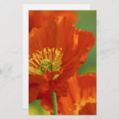 Schöne rote Poppy Briefpapier (Vorne/Hinten)
