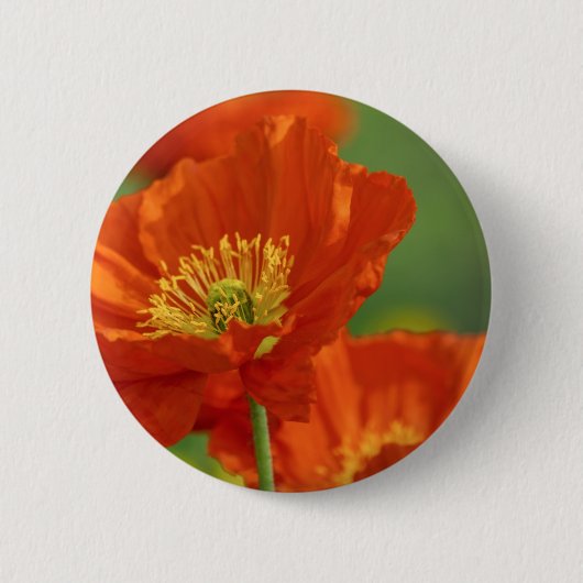 Schöne rote Poppy Button (Vorderseite)