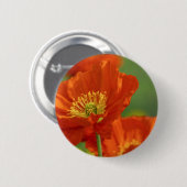 Schöne rote Poppy Button (Vorne & Hinten)