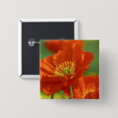 Schöne rote Poppy Button (Vorne & Hinten)