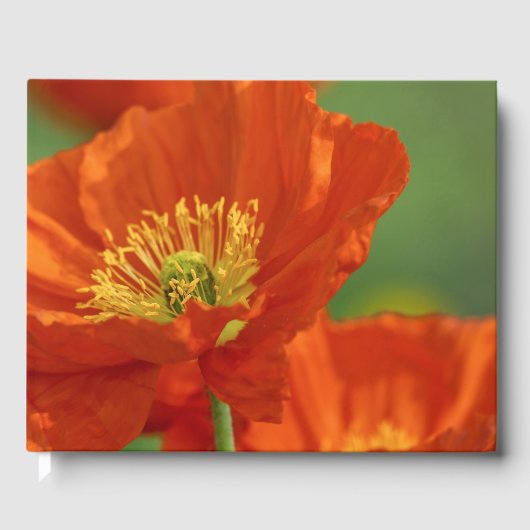 Schöne rote Poppy Gästebuch (Vorderseite)