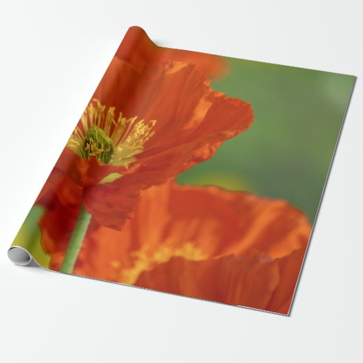 Schöne rote Poppy Geschenkpapier (Ungerollt)