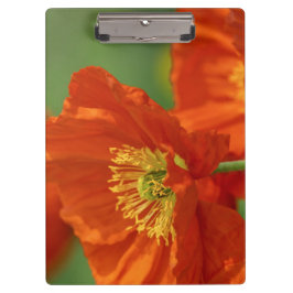 Schöne rote Poppy Klemmbrett
