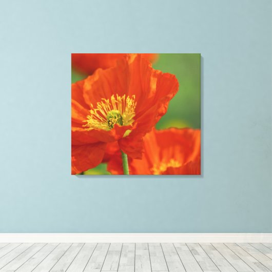 Schöne rote Poppy Leinwanddruck (Insitu (Holzboden))
