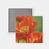Schöne rote Poppy Magnet (Vorderseite/Rückseite)