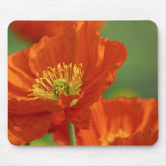 Schöne rote Poppy Mousepad (Vorne)