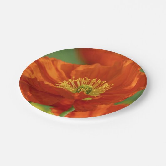 Schöne rote Poppy Pappteller (Schrägansicht)