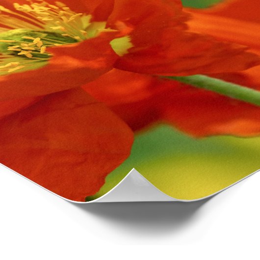 Schöne rote Poppy Poster (Ecke)