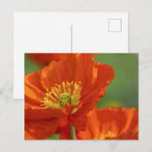 Schöne rote Poppy Postkarte (Vorne/Hinten)