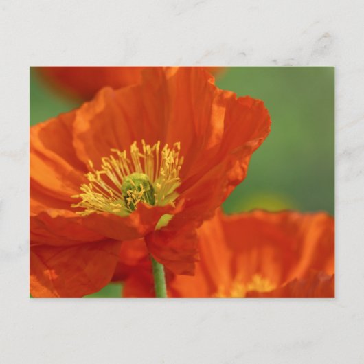 Schöne rote Poppy Postkarte (Vorderseite)