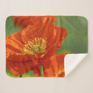Schöne rote Poppy Sherpadecke
