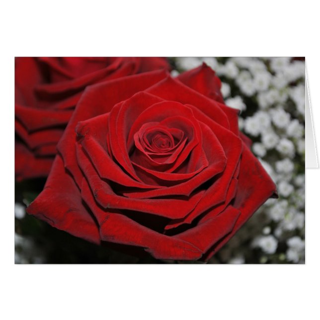 Schöne Rote Rose (Vorderseite (Horizontal))