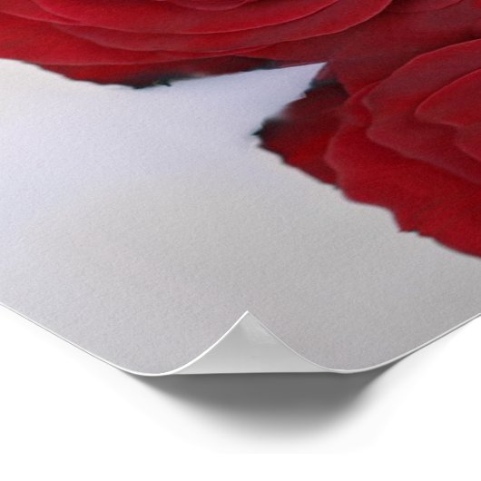 Schöne Rote Rose 25 Tafelübersicht Poster (Ecke)