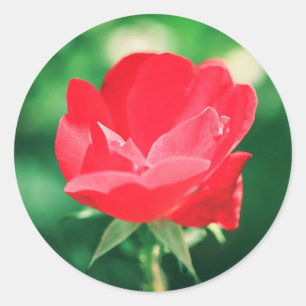 Schöne Rote Rose Blume Gastgeschenk Hochzeit Aufkl Runder Aufkleber